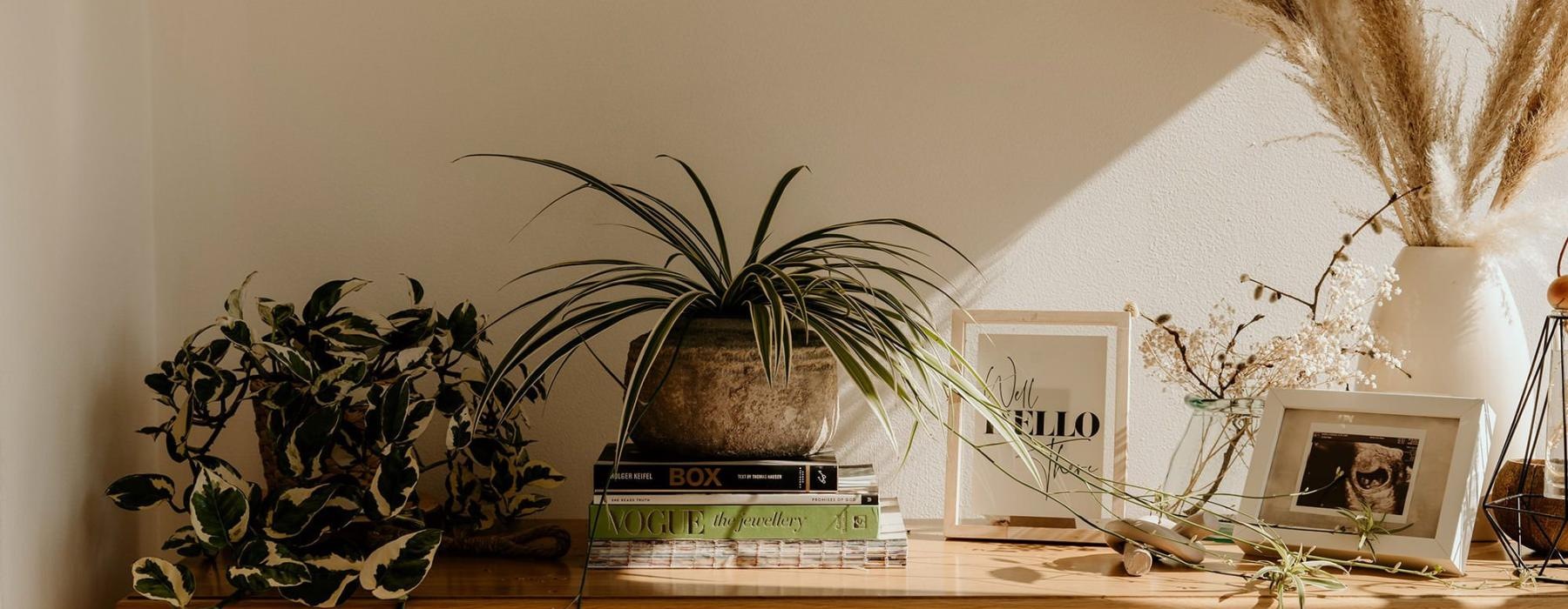 bureau top decorated with potted plants, books and framed pictures